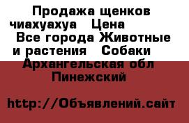 Продажа щенков чиахуахуа › Цена ­ 12 000 - Все города Животные и растения » Собаки   . Архангельская обл.,Пинежский 